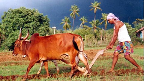 Crop-Loan