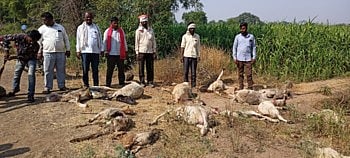 अचानक लांडग्यांच्या टोळीने केला हल्ला; आणि एकच गोंधळ उडाला !