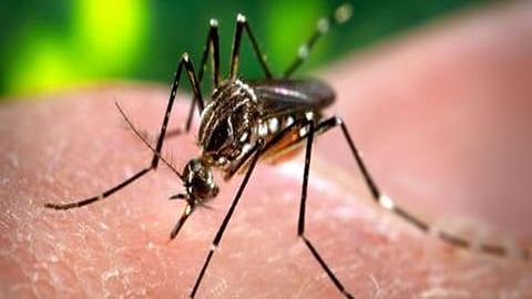 dengue