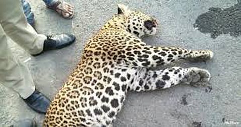 Dead leapord