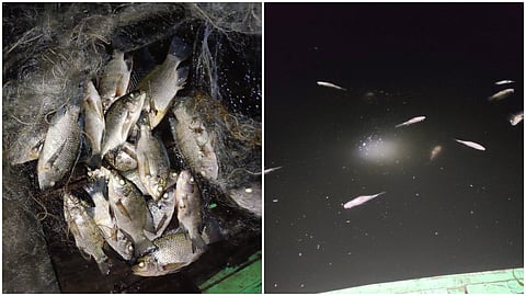 Died Fish