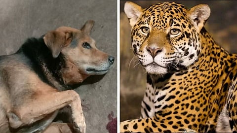 Doberman_Leopard