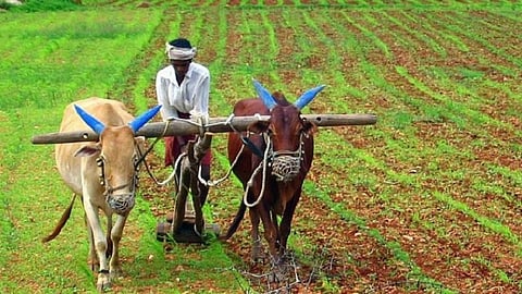 FARMER.jpg