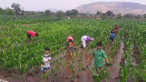 स्वतःच्या शेतात काम करत जगापासून दूर राहिलेले शेतकरी कुटुंब.