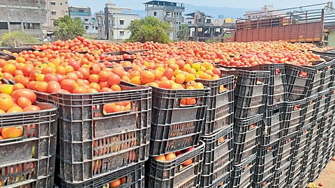 Farmers are in trouble due to fall in market price of tomatoes Nashik Marathi News