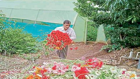 खटाव तालुक्‍यातील 'हे' शेतकरी सापडलेत संकटात 