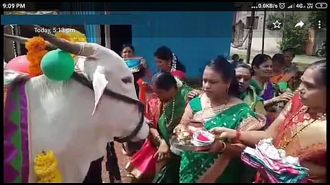 Pregnant Cow