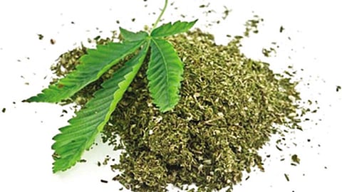 ganja