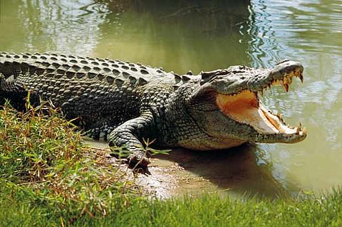 crocodile 