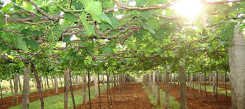 Make Punchnama after cutting of grape yards; Demand for bagayatdar sangh