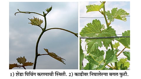 Grapes-Management