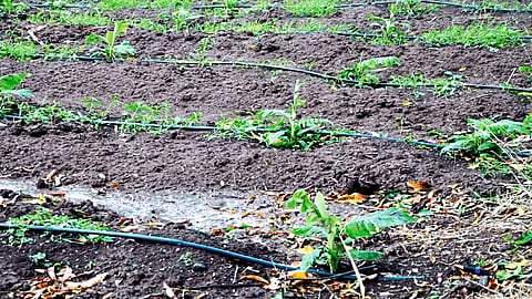 Haistorm Damaged Crops In Osmanabad