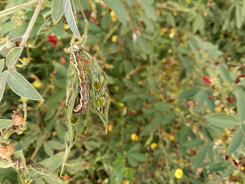 ढगाळ वातावरण निर्माण झाल्याने रब्बी हंगामातील पिके धोक्यात आली 