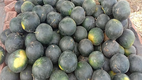  कलिंगड व्यवसाय ठप्प