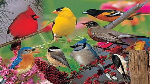 Maharashtra will celebrate a week dedicated to birds 