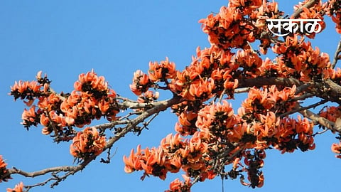 In Nanded red flowers are blooming.jpg