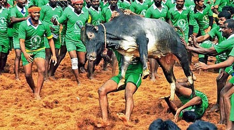 Jallikattu Returns In Tamil Nadu 
