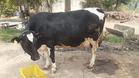 Jersey cow