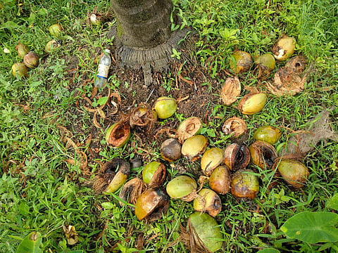 betel growers in trouble in konkan sindhudurg