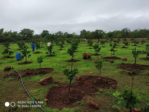 Orchard planting at Tendoli
