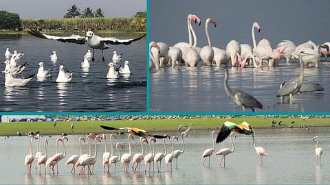 Ujani Birds
