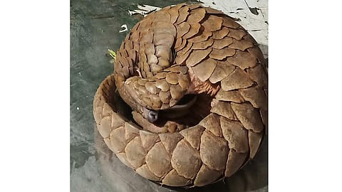 pangolin