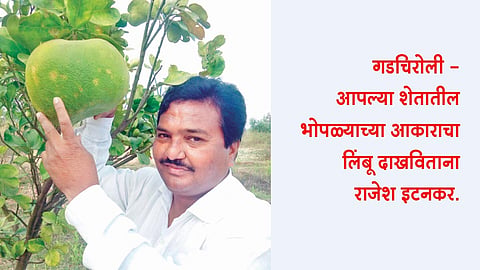 गडचिरोलीत भोपळ्याच्या आकाराचे लिंबू!