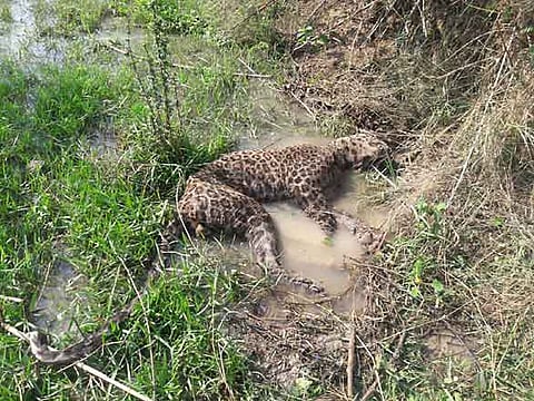 Dead Leopard Found in Gondia on next day gondia marathi news