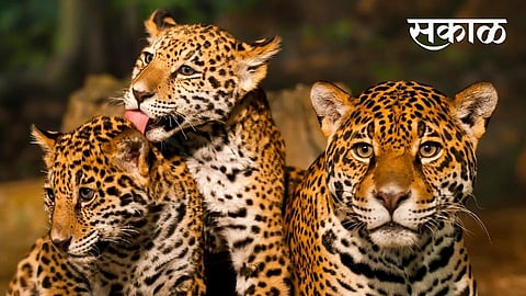Leopard_Sakal