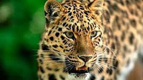 Panic due to appearance of leopard in Dhule 