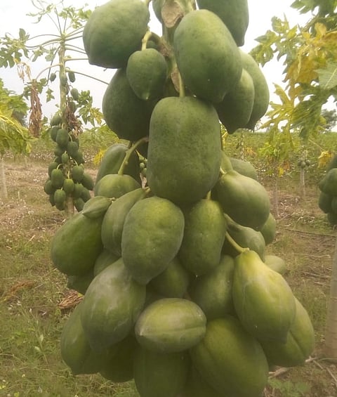 Papaya