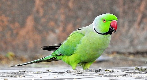 Police find a missing parrot in Nagpur