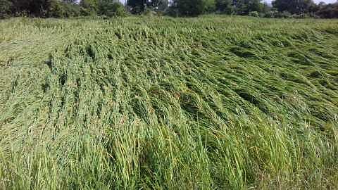 Rain damage to agriculture at Kanhur Plateau in Parner taluka