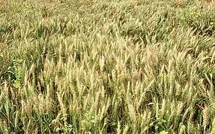 पुणे : रब्बी हंगामात विमा कंपन्या उदासीन; दहा जिल्ह्यांत पिक विमाच नाही