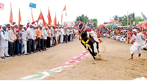 रिंगण सोहळ्यात धावणारे मानाचे अश्‍व.