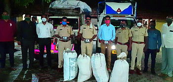 ५२ किलो गांजा जप्त..गव्हाच्या पोत्‍यांमध्ये दडवला होता माल 
