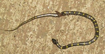 SLA20A03097_pr.jpg