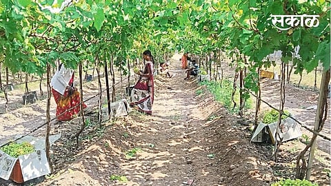 Merchant reacher, farmers poor; The brother who will fall will suffer a great loss because of the purchase of grap