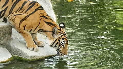 artificial lakes in forest are filled with water for Wild Animals in forests  