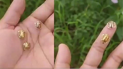people are surprised to see golden tortoise flying in the air video goes viral on social media