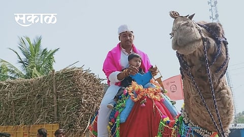 beed camel
