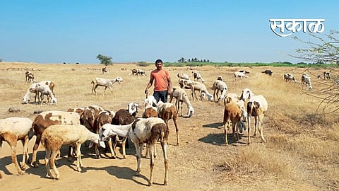पवार कुटुंबाचे माडग्याळी मेंढीपालन.