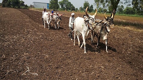 Sowing