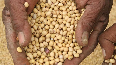 Akola News: Record soybean in the market committee, higher prices to farmers, cash payment