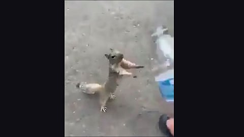 squirrel asking for water video viral