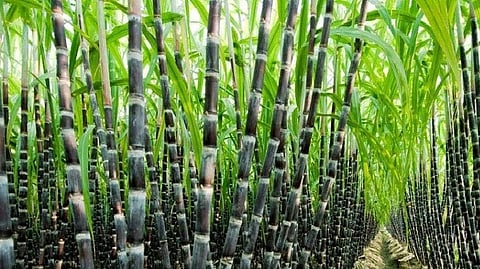 sugarcane Cultivation 