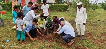 tree plantation