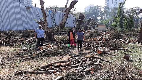 ठाण्यात 17 झाडे तोडण्याची परवानगी तोडली 50 झाडे, स्थानिक नागरिकांचा आरोप