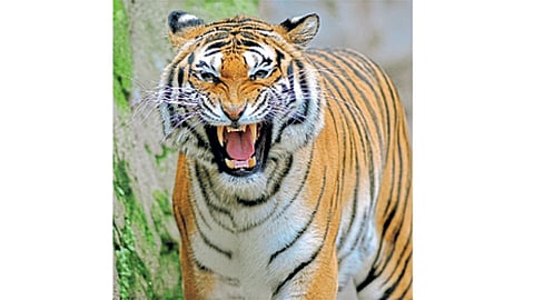 Tiger