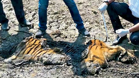 Tiger
